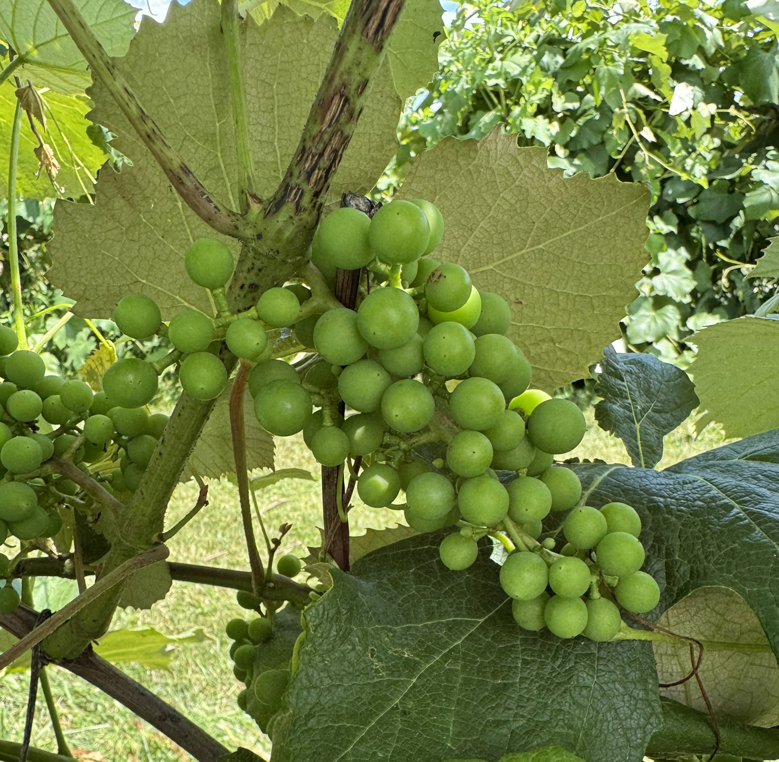 Concord grapes nearly at berry touch.
